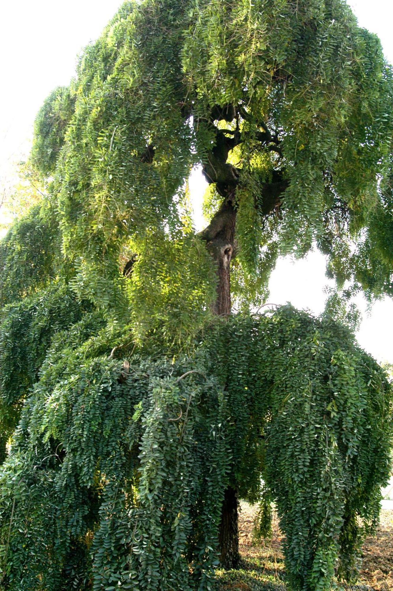 Agriturismo La Sophora Montegaldella Buitenkant foto
